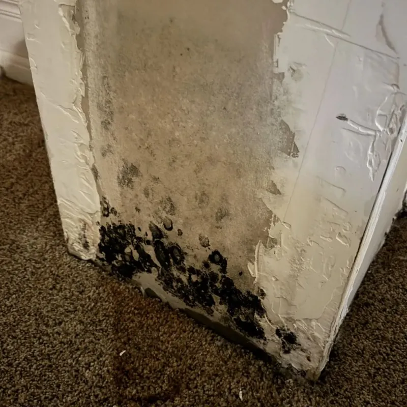 Professional Mold Removal in Lewisville, TX